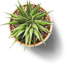 Pot - 1