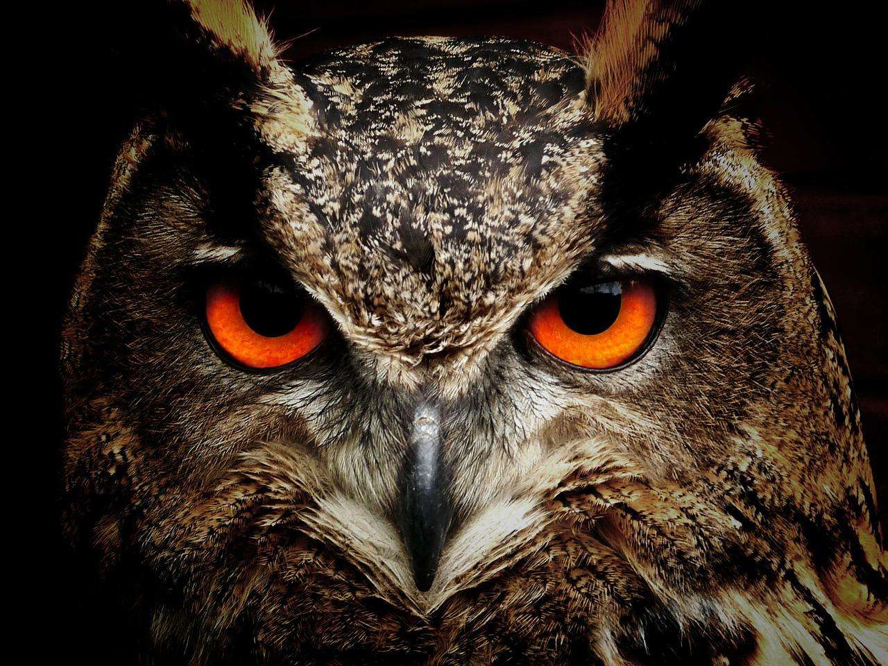 owl-gd3aa772bf_1280