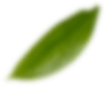 Leaf-1